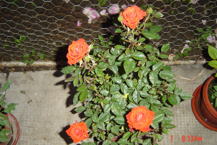 poze noi 204 - trandafiri mini rosa