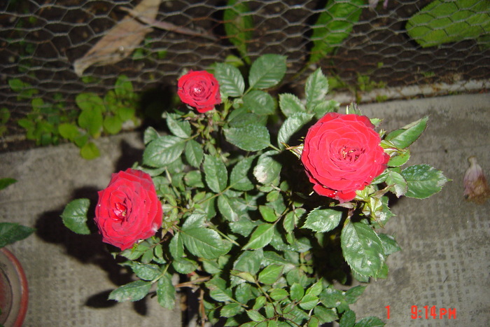 poze noi 207 - trandafiri mini rosa