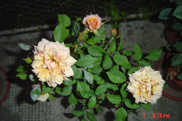 poze noi 210 - trandafiri mini rosa