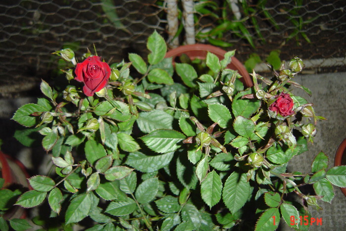 poze noi 212 - trandafiri mini rosa