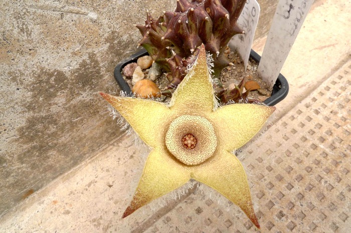 Orbea ciliata - Orbea ciliata