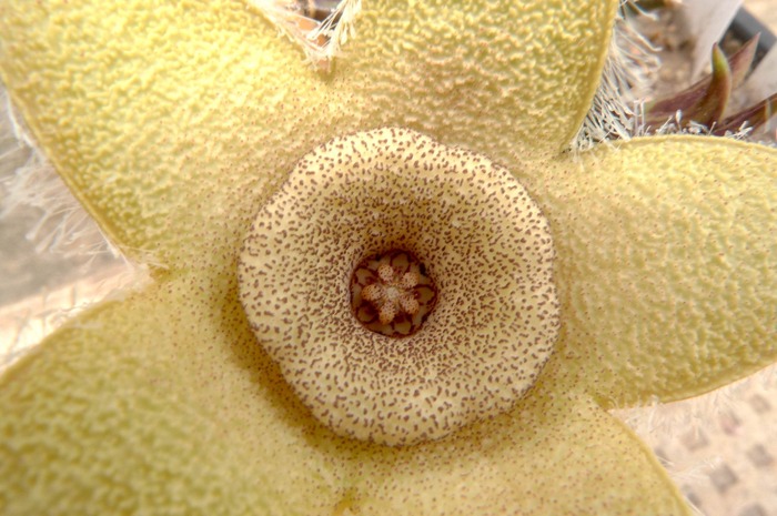 Orbea ciliata - Orbea ciliata