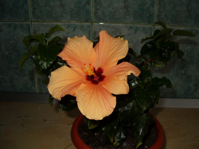 Picture 069 - Hibiscus