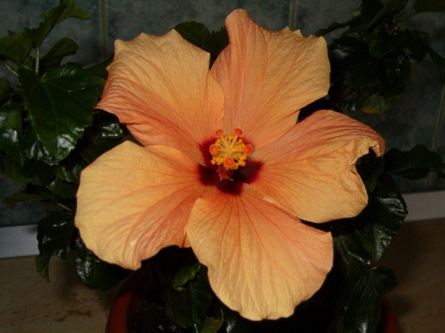 Picture 070 - Hibiscus