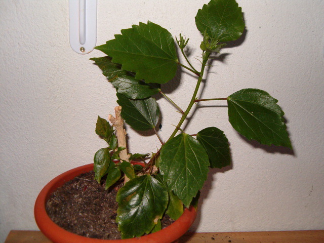 Hibi galben involt - Hibiscus