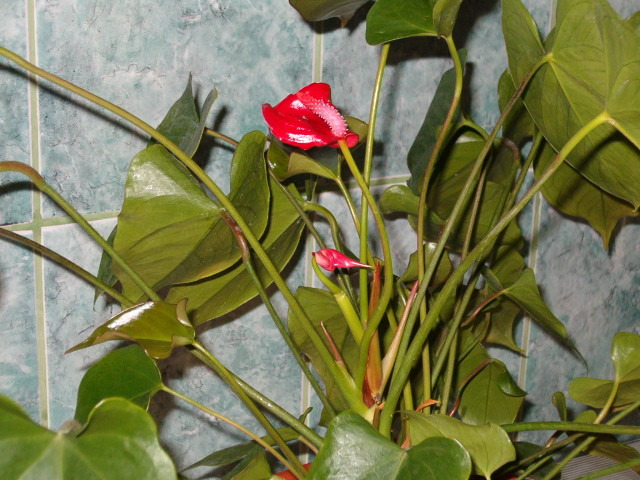 Anthurium rosu - Florile mele de acasa