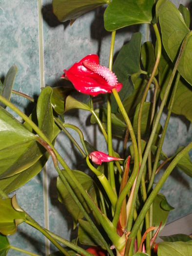 Anthurium rosu - Florile mele de acasa