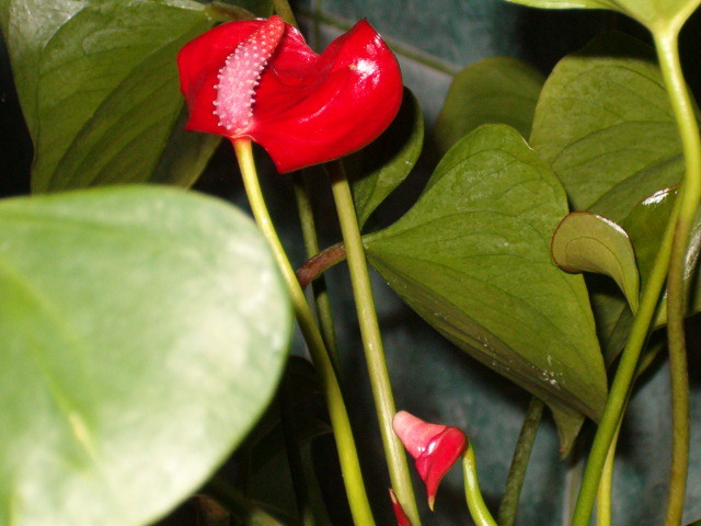 Detaliu floare anthurium - Florile mele de acasa