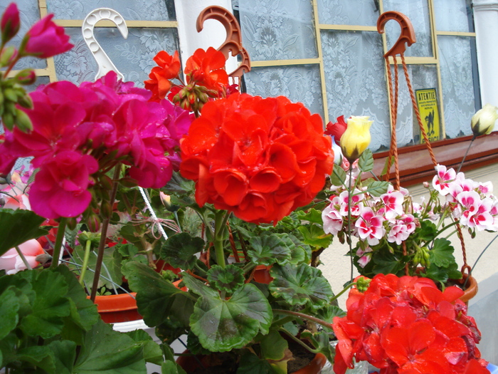 MUSCATELE MAMEI - LA MAMA- 2010