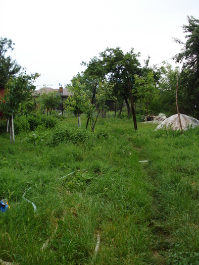 SPRE GRADINA DE LEGUME