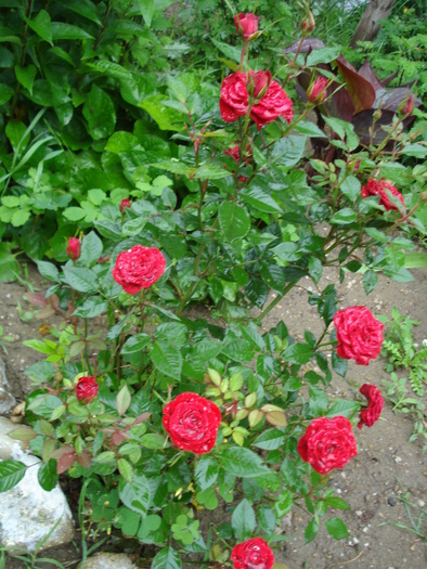MINI-ROSA
