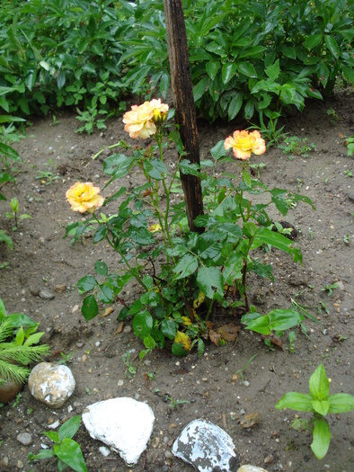 MINI-ROSA