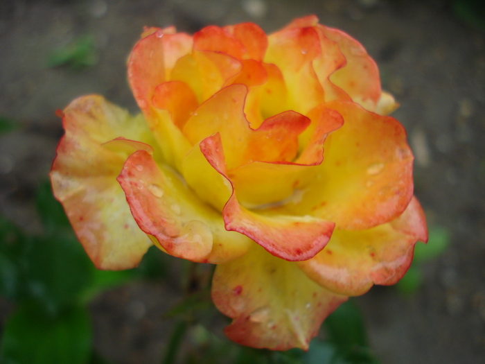 MINI-ROSA