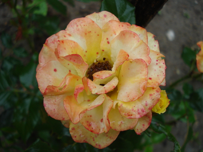MINI-ROSA