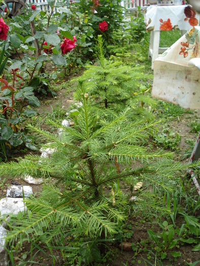 BRADUTII