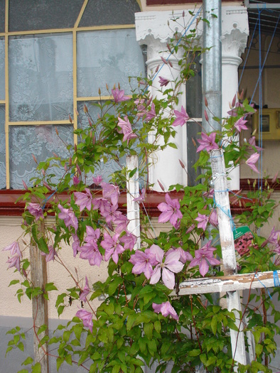 CLEMATIS..
