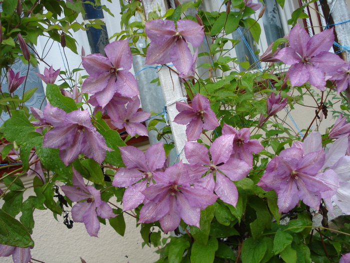CLEMATIS..