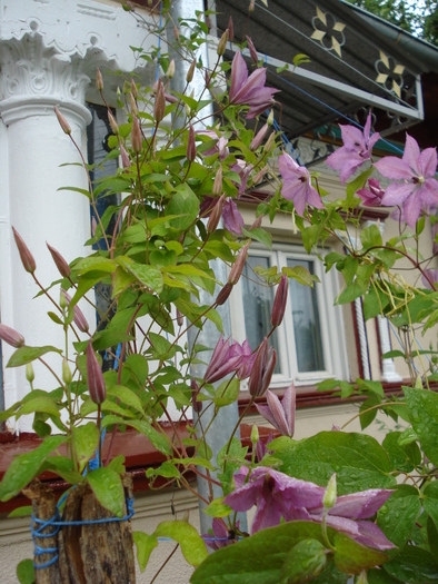 CLEMATIS..
