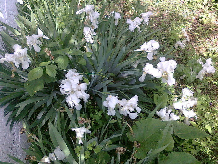 Fotografie0864 - iris