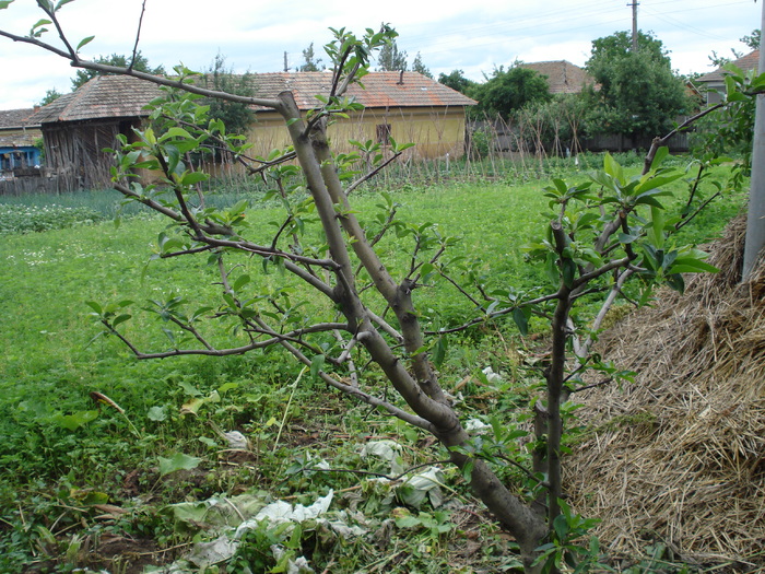 Mar; Este un mar de vreo 4 ani pe care l-am mutat in toamna lui 2009.Am crezut ca nu se va mai prinde dar
