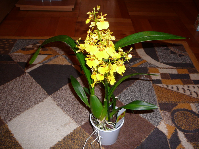 Oncidium; Oncidium
