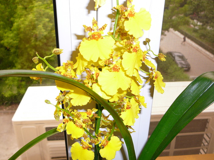 Oncidium; Oncidium
