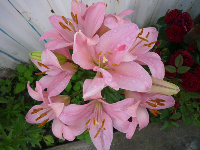 P1030667 - flori gradina 2010