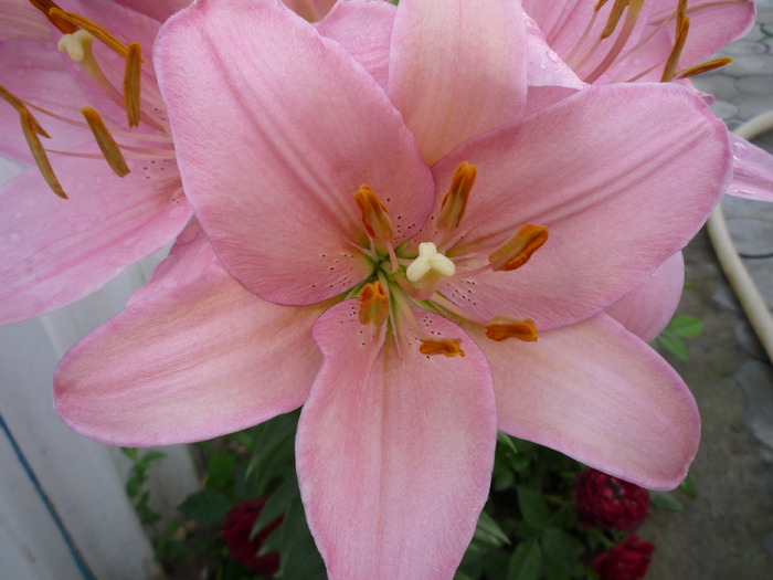 P1030668 - flori gradina 2010