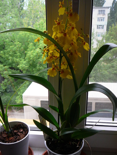 Oncidium; Oncidium
