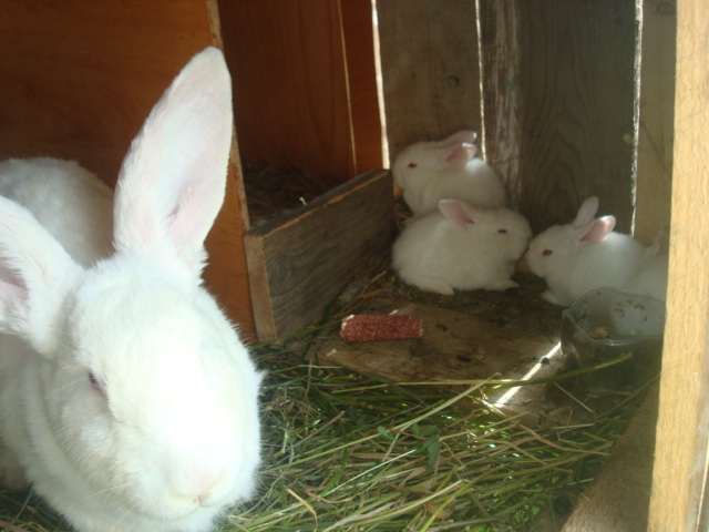 DSC00026; alb urias femela si puii
