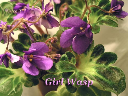Girl Wasp (Senk's)