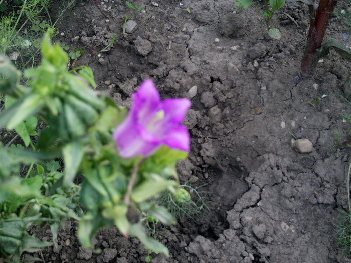 Campanula