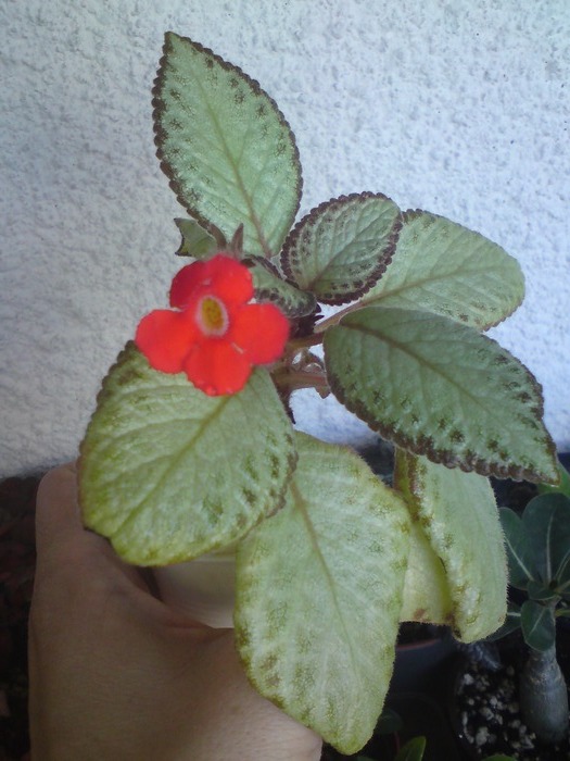 Episcia; Cupreata
