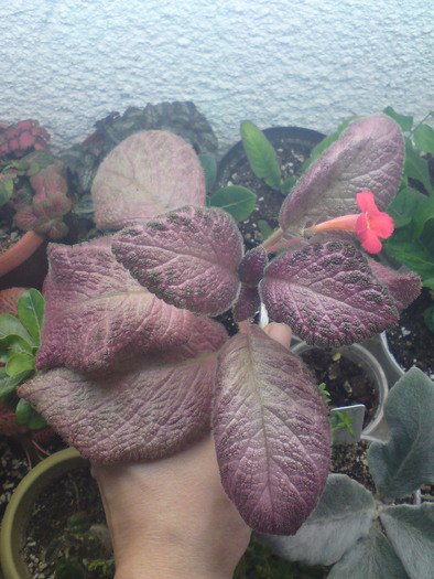 Episcia Alice's Aussie - Episcia
