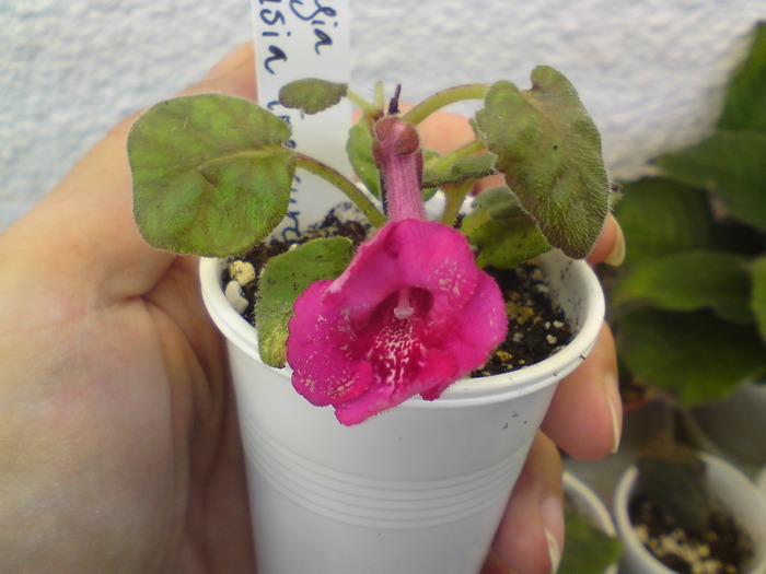 Sinningia Fuchsia Treasure - Mini Sinningia