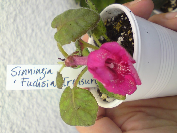 Sinningia Fuchsia Treasure (1) - Mini Sinningia