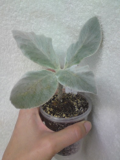 Sinningia Leucotricha (1); Sinningia Leucotricha
