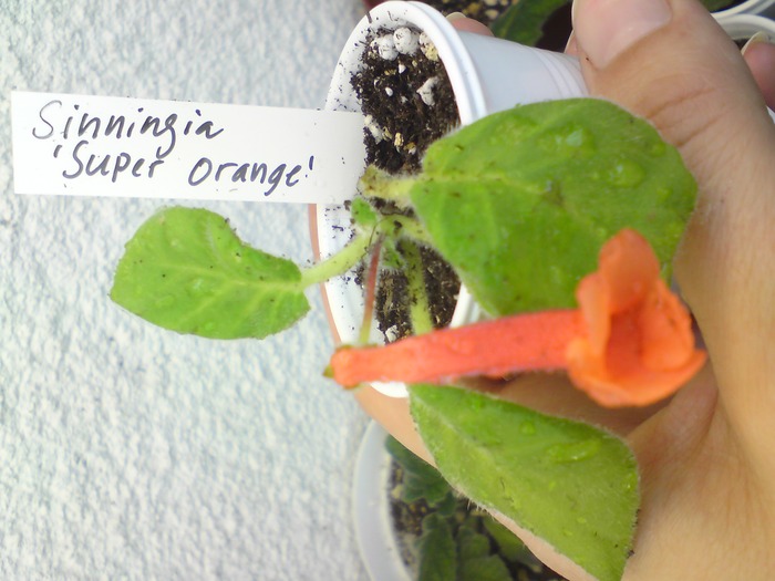 Sinningia Super Orange - Mini Sinningia