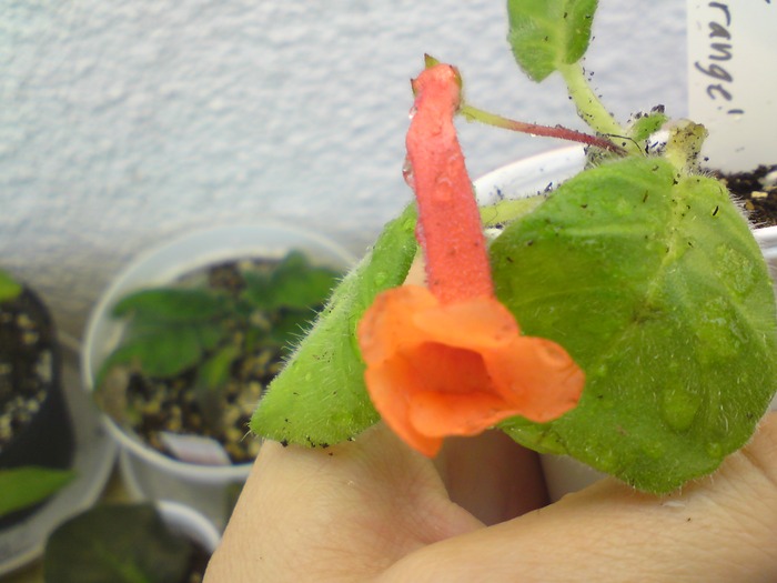 Sinningia Super Orange (1); Super Orange
