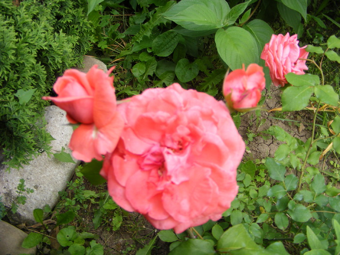 poze iunie 2010 099 - iunie 2010