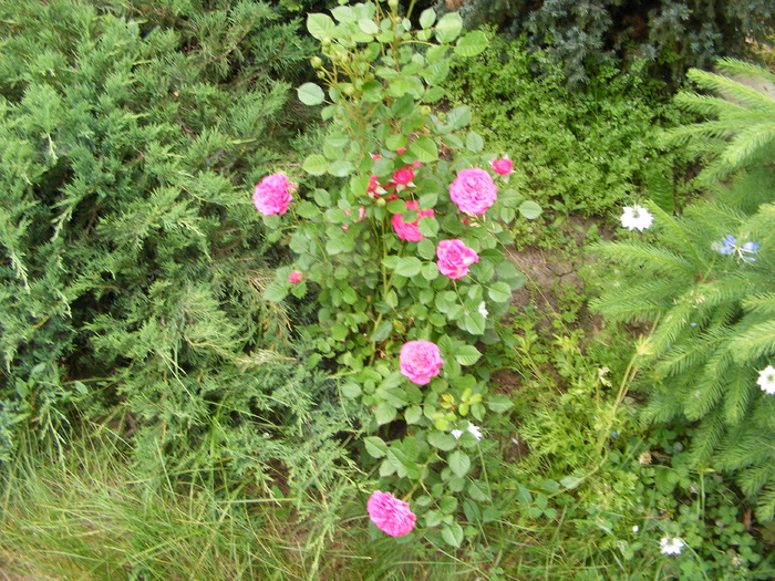 poze iunie 2010 102 - iunie 2010