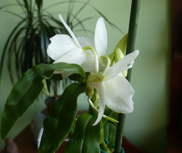 2 iunie 2010 - Orhidee 2010