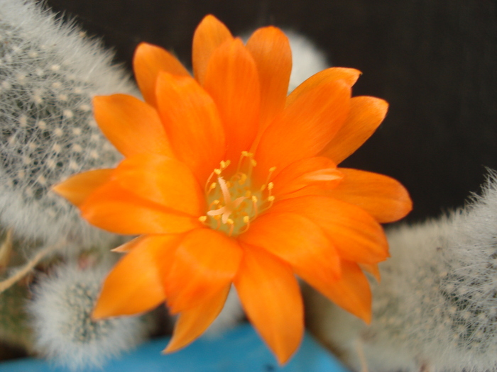 DSC08867