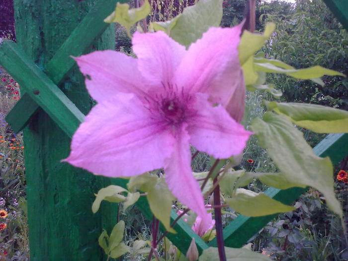 clematita