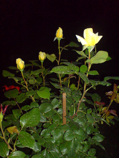 DSC06109
