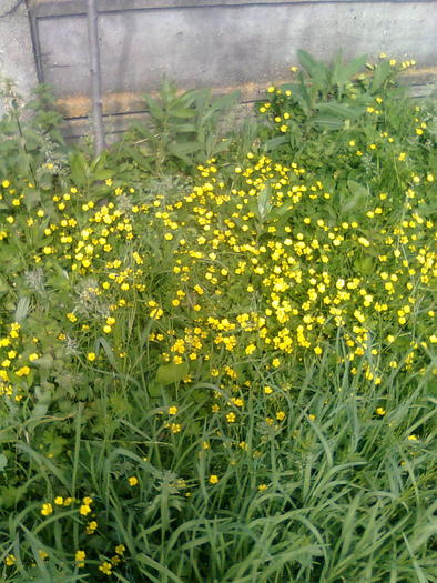 Imagine0537 - gradina vara