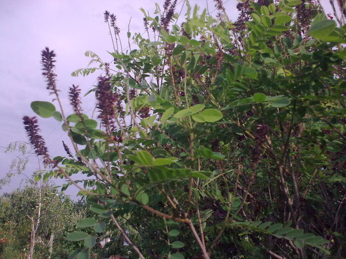 amorpha - arbusti infloriti