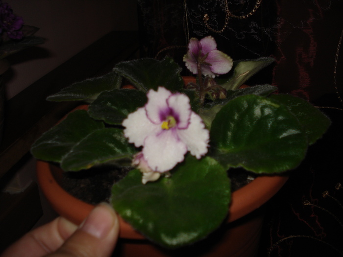 02.06.2010 - flori -violete diferite 2010