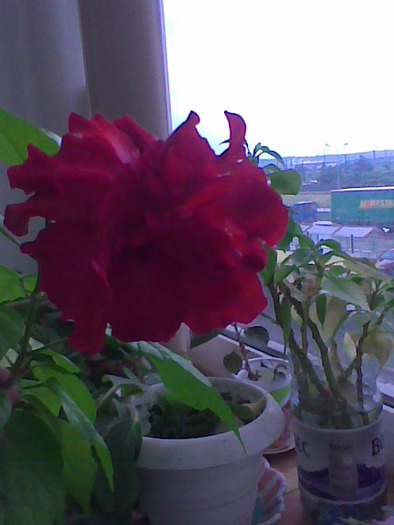 01.06.2010 - flori - trandafir chinezesc