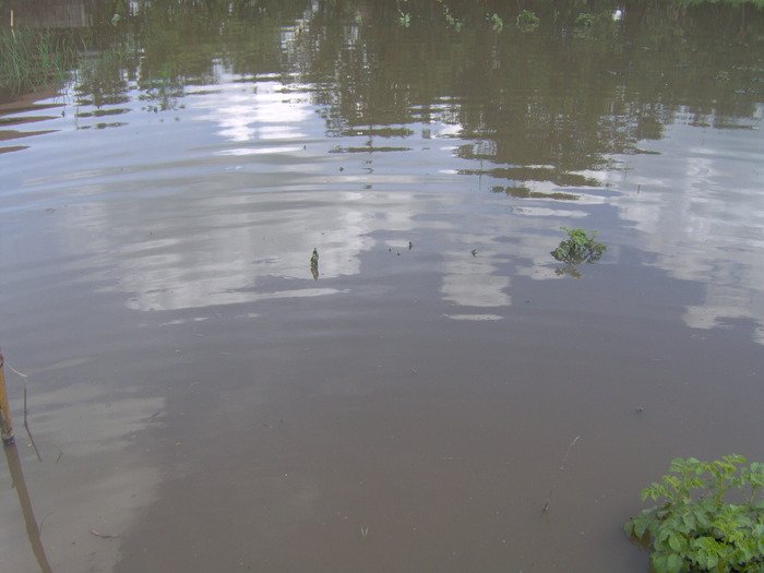 IM000u742 (12) - recolte inundate iunie 2010